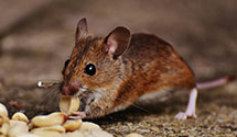 24 Hour & Emergency Exterminators in Stoney Creek, NC